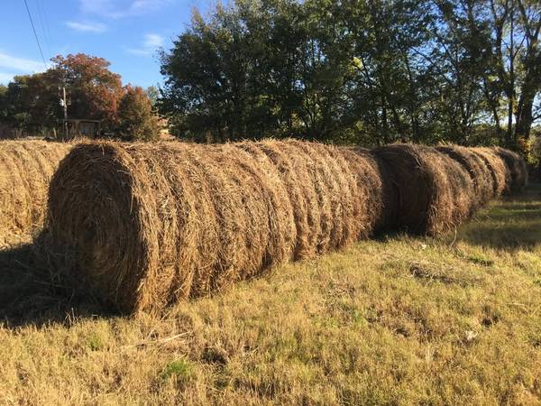 Hay 5.5x5.5    2025 1