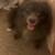 Two Small Dogs Looking for Loving Homes – Naples 4 thumbnail