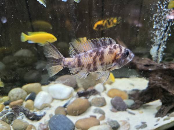 3 OB peacock Chiclids sail fin pleco and a Jahanni. 1