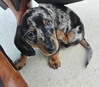 looking for a forever home! 1