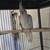 Cockatiels 4 thumbnail
