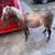 Pony 2 thumbnail