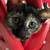 🐾 Adorable Tortoiseshell Kitten Looking for a Loving Home 🐾 3 thumbnail