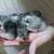 Tiny silkie chicks!!! 3 thumbnail