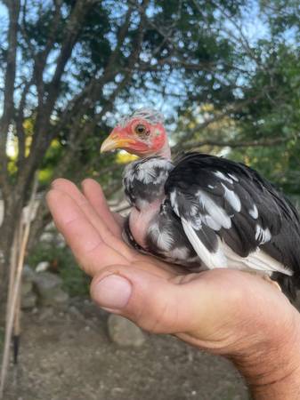 Kiki chicks 1