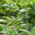 Comfrey plants and leaves 6 thumbnail