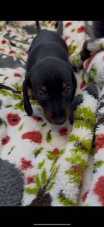 Los cachorros de dachshund en miniatura más adorables. ¡¡Son perfectos!!64193812114691124