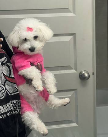 Cachorro Bichon-Frize (Texas City)63859316183169120