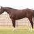 Stud Service: AQHA/APHA Bay Walla Walla Whiz 2 thumbnail