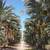 Date Palm Summer Special thru Sept 30th! (12'-14' TRUNK) 9 thumbnail