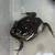 Chubby Frogs ( asian painted frog) 3 thumbnail