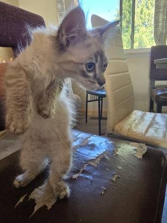 Kitten (Federal Way)557682576274892801
