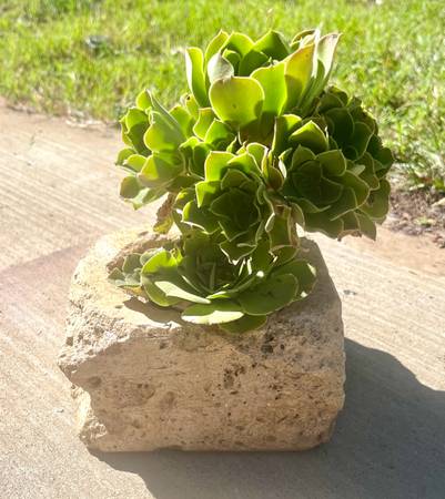 Aeonium Succulant Plant 1