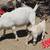 Registered fullblood Boer Goats 6 thumbnail
