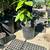 Avocado Trees 🥑🥑🥑 6 thumbnail