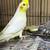Cockatiels 3 thumbnail