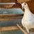 White Homing Pigeons. Wedding Doves 1 thumbnail