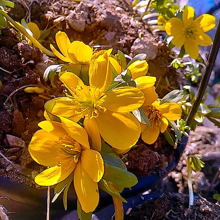 Yellow Winter Aconite Plants 1