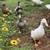 Dutch Hookbill Duck Pairs 2 thumbnail