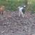 Nigerian Dwarf GOATS,,,,,2 WETHERS 1 thumbnail