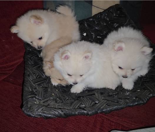 Pomerania busca hogar 1