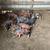 Feeder Pigs 4 thumbnail