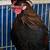 Fancy Top Hat Bantam Roosters 8 thumbnail