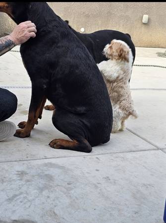 Eli ? and Ada? are Rottweilers (93620)63678139298305122
