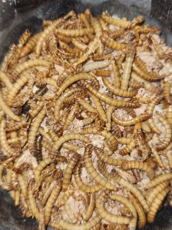 Reptile food (Los angeles)63829967218049121