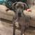 3yr Merle Great Dane 2 thumbnail