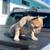 Adult French Bulldog Female 4 thumbnail