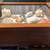 Pottery Barn shadow box with seashell collection, educational 3 thumbnail