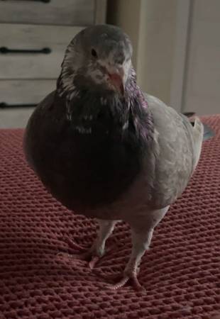 Paloma gigante runt (Bothell)63851204861699120