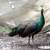 Peacocks High % Spalding Java  Peafowl pair 14 thumbnail