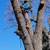 D & A TREE SERVICE FREE ESTIMATES (661)201-4306 6 thumbnail