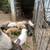 Feeder Piglets in Marmaduke-NO HOLDS 3 thumbnail