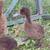 Black/brown ducklings 3 thumbnail