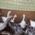 Young Geese 1 thumbnail