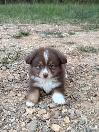 Male Toy Aussie-Red Tri (Texarkana)63982471136642120