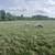 Katahdin Ram Lambs 10 thumbnail