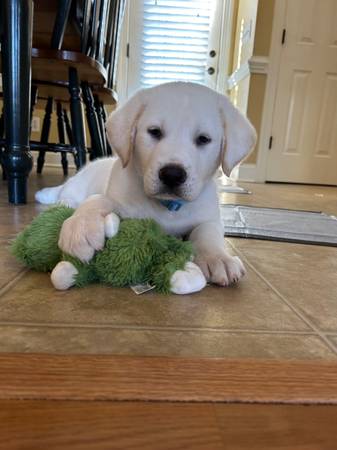 Cachorro macho de 9 semanas, cruce de English Lab/Great Pyrenees63908216871554120