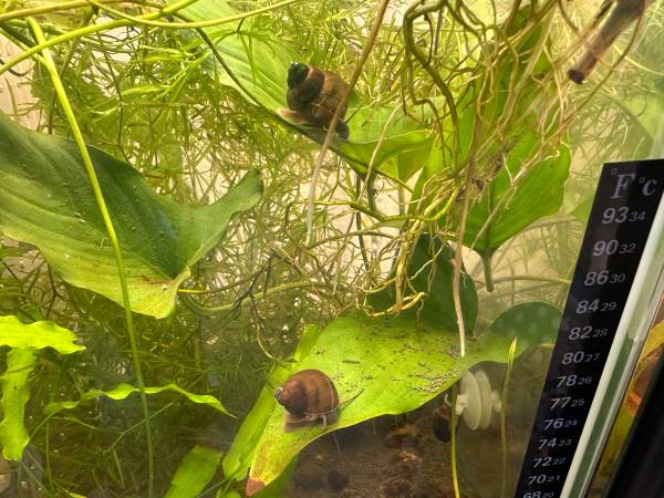 Rehoming baby snails (Kent)63869711849857121