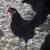 Black Rosecomb Bantam Chickens 1 thumbnail