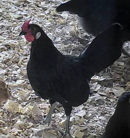 Black Rosecomb Bantam Chickens 1