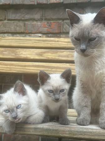 Color point kittens (Anderson)63910364789634120