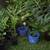 Pine Cone Ginger Plant Zingiber Garden Plants Yard Exotic 1 thumbnail