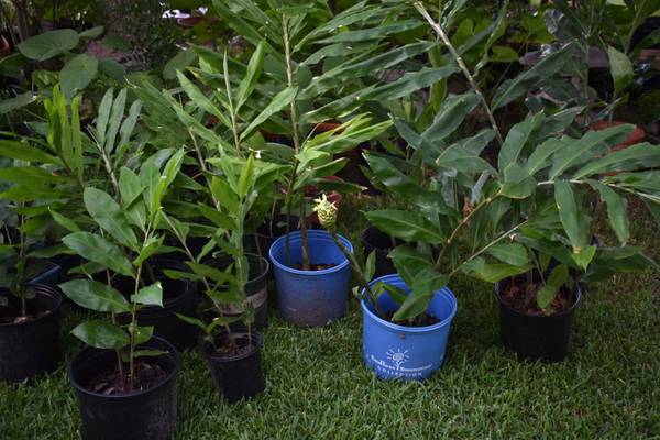 Pine Cone Ginger Plant Zingiber Garden Plants Yard Exotic 1