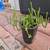 9 succulents, cacti plants 14 thumbnail