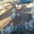 Birds Goslings Pullets 1 thumbnail