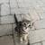 Rehoming Kittens 17 thumbnail